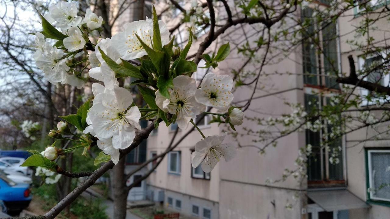 Gesztenyes Apartman Miskolc Exterior foto